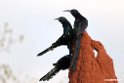 Black-billed Wood-hoopoe.201023jan_3712