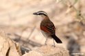 Black-crowned Tchgra.201017jan_3001