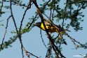 Black-headed Oriole.201023jan_3629