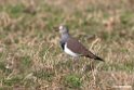 Black-winged Plover.201010jan_1232