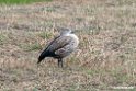 Blue-winged Goose.201010jan_1282
