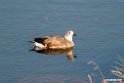 Blue-winged Goose.201011jan_1815