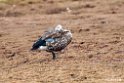 Blue-winged Goose.201019jan_3256