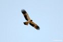 Booted eagle.201014jan_2479