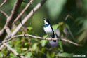 Brown-throated Wattle-eye.201025jan_4243