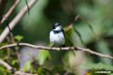 Brown-throated Wattle-eye.201025jan_4247