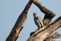 Chanting hawk.201014jan_2473