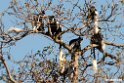 Colobus.201025jan_4178