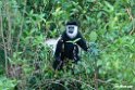 Colobus.201025jan_4310