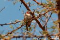 Cut-throat Finch.201021jan_3195