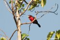 Double-toothed.Barbet.201025jan_4307
