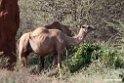Drommedar.201023jan_3717