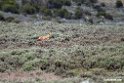 Ethiopian wolf.201019jan_3213