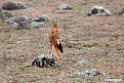 Ethiopian wolf.201019jan_3228