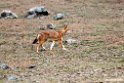 Ethiopian wolf.201019jan_3231