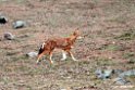 Ethiopian wolf.201019jan_3233