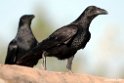 Fan-tailed Raven.201010jan_1507