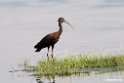 Glossy Ibis.201015jan_2682
