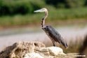 Goliath Heron.201017jan_2920
