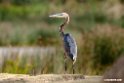Goliath Heron.201017jan_2927