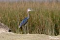 Goliath Heron.201017jan_2945