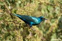 Greater Blue-eared Starling.201017jan_2767