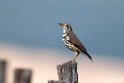 Groundscraper Thrush.201010jan_1205