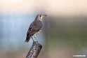 Groundscraper Thrush.201010jan_1234