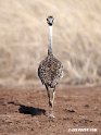 Hartlaubs Bustard.201014jan_2357