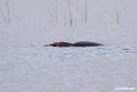 Hippo.201017jan_2946