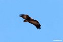 Hooded Vulture.201012jan_2041