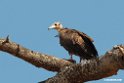 Hooded Vulture.201023jan_3610