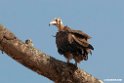 Hooded Vulture.201023jan_3823