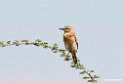 Isabelline Wheatear.201014jan_2408