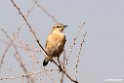 Isabelline Wheatear.201015jan_2555
