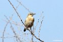 Isabelline Wheatear.201015jan_2556