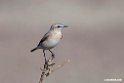 Isabelline Wheatear.201021jan_3153