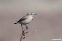 Isabelline Wheatear.201021jan_3155