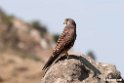 Kestrel.201011jan_1624