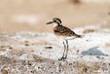 Kittlitz Plover.201017jan_2968