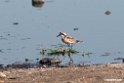Kittlitzs Plover.201015jan_2678