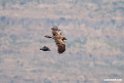 Lammegeier.201010jan_1446
