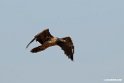 Lammegeier.201012jan_2015