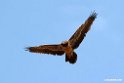 Lammegeier.201012jan_2115