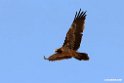 Lammegeier.201012jan_2122