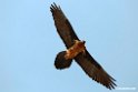 Lammegeier.201012jan_2193