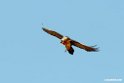 Lammegeier.201012jan_2200