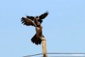 Lammegeier.201012jan_2251