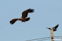 Lammegeier.201012jan_2257