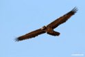 Lammegeier.201012jan_2266